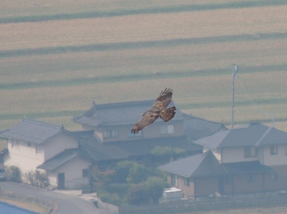 低く飛翔するハチクマ